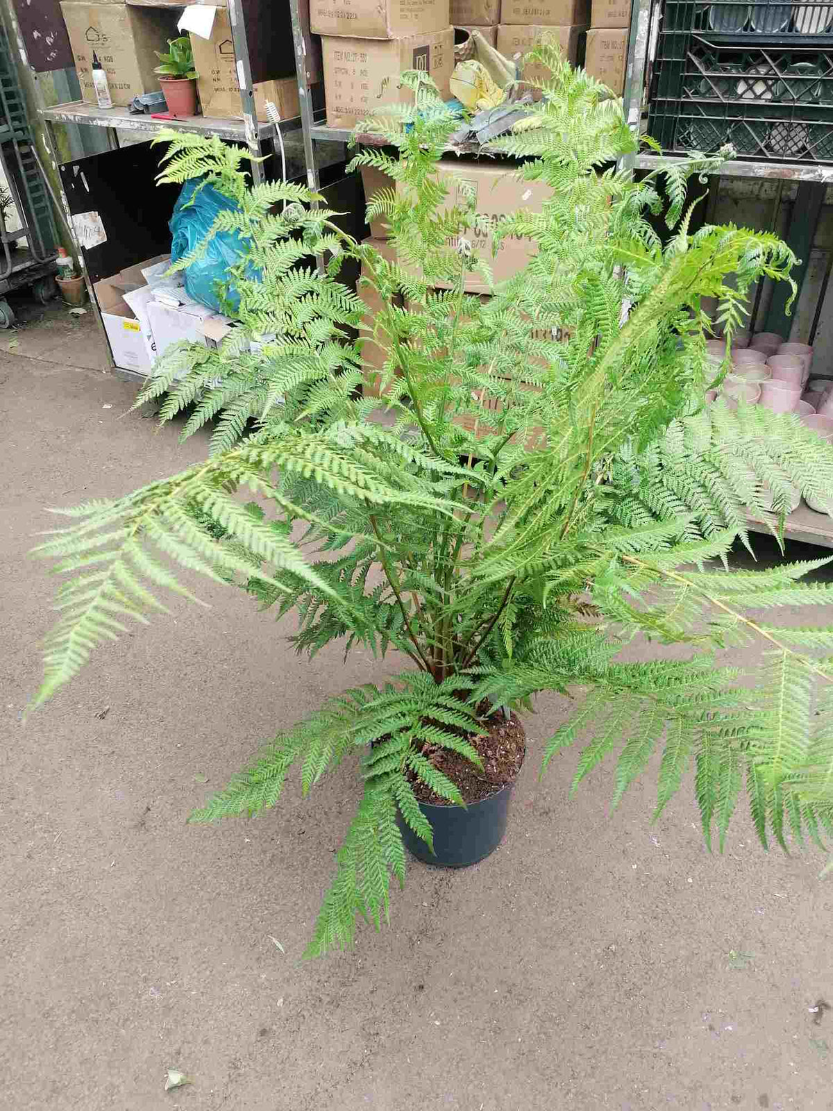 Baumfarn ca.150 cm Dicksonia antarktica - Ein Relikt aus der Urzeit