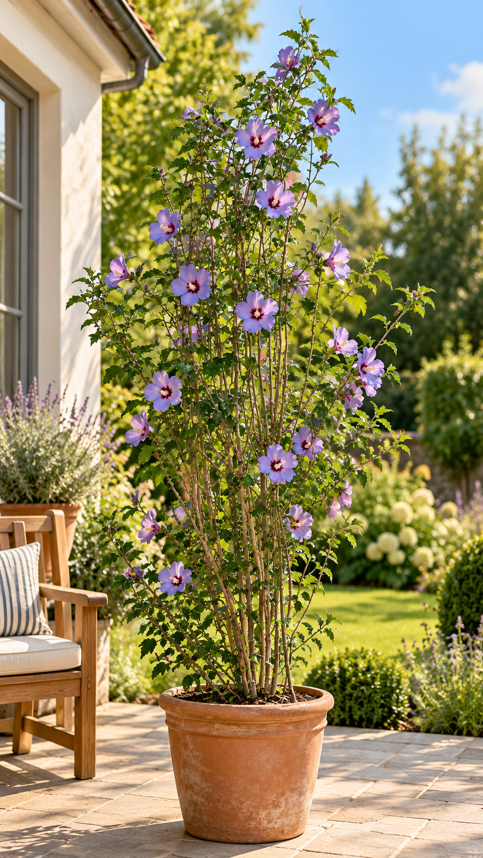Gartenhibiskus ‘Marina’ – Hibiscus syriacus – winterharter Garteneibisch mit blauen Blüten – 180–250 cm inkl. Topf