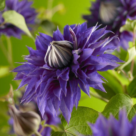 Clematis Multi Blue – Gefüllte Waldrebe | Kletterpflanze 30–50 cm im Topf