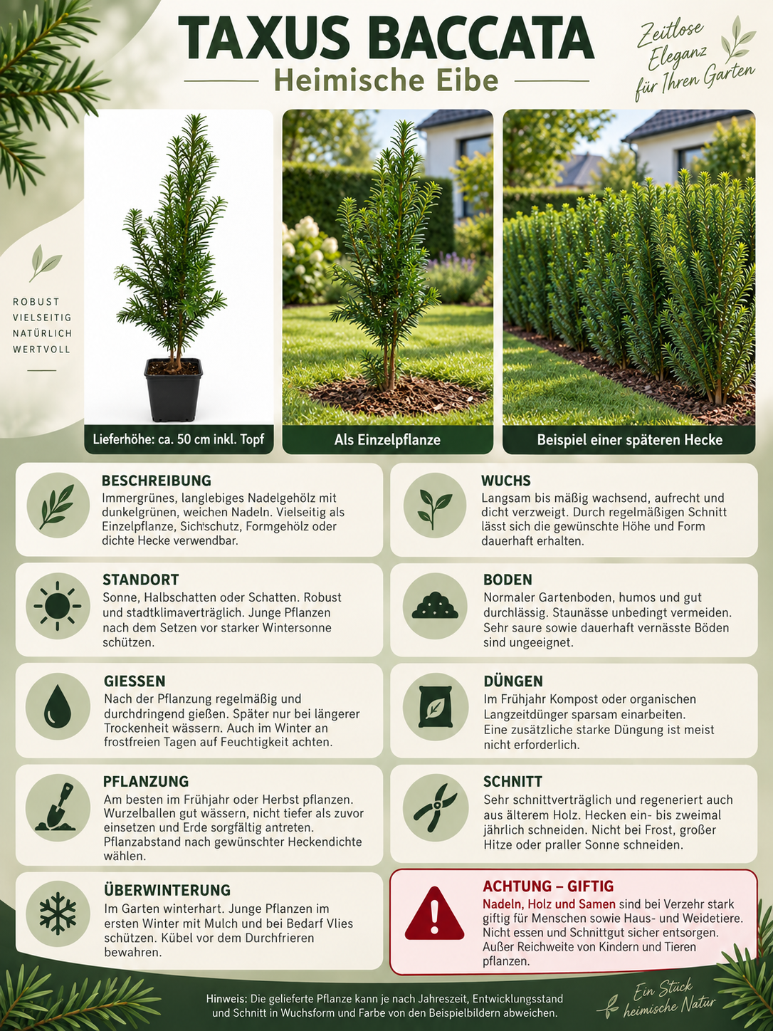 Europäische Eibe Taxus baccata ca. 50 cm – Immergrüne, winterharte Heckenpflanze