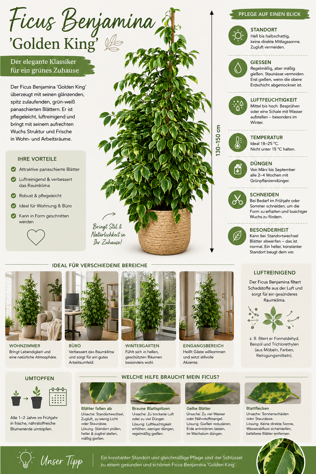 Ficus Benjamina Golden King 130–150 cm – Birkenfeige Zimmerpflanze Grünpflanze mit Panaschierten Blättern