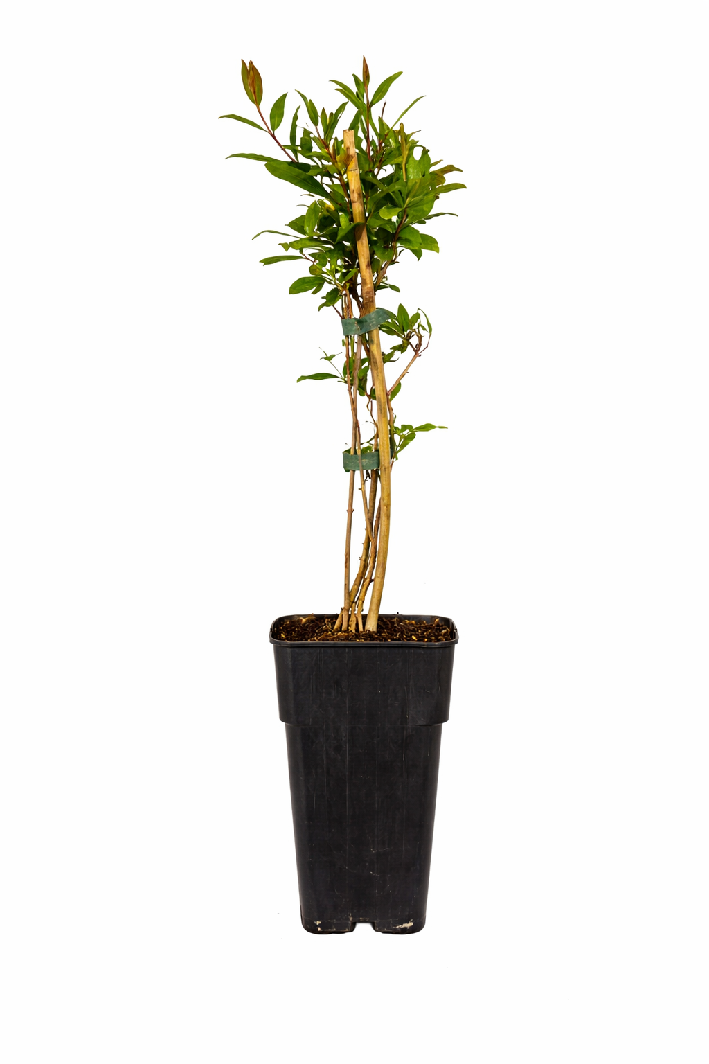 Punica granatum  60 - 70 cm Granatapfel