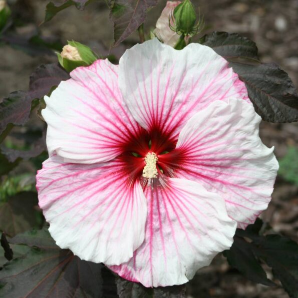 XXL Staudenhibiskus Copper Queen (Hibiscus moscheutos) – Riesenhibiskus winterhart, mehrjährig, imposante Gartenstaude