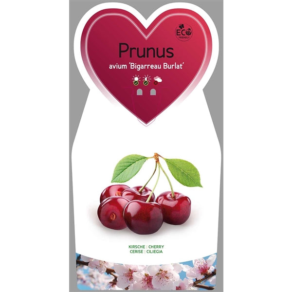 Sladká třešeň Prunus A. Bigarreau Burlat 100-120 cm ovocný strom ovocný třešeň