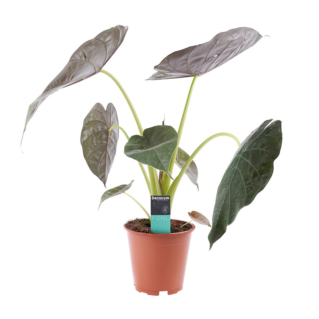 Alocasia wentii 70 cm Sloní ucho Obří šípovitý list taro