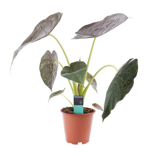 Alocasia wentii 70 cm Sloní ucho Obří šípovitý list taro