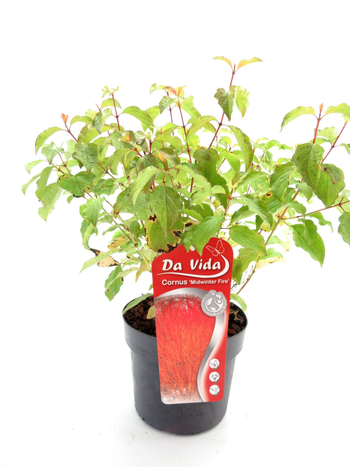Cornus sanguinea ‘Midwinter Fire’ – Roter Hartriegel / Feuer-Hartriegel – Zierstrauch mit leuchtend roten Trieben – 40–60 cm