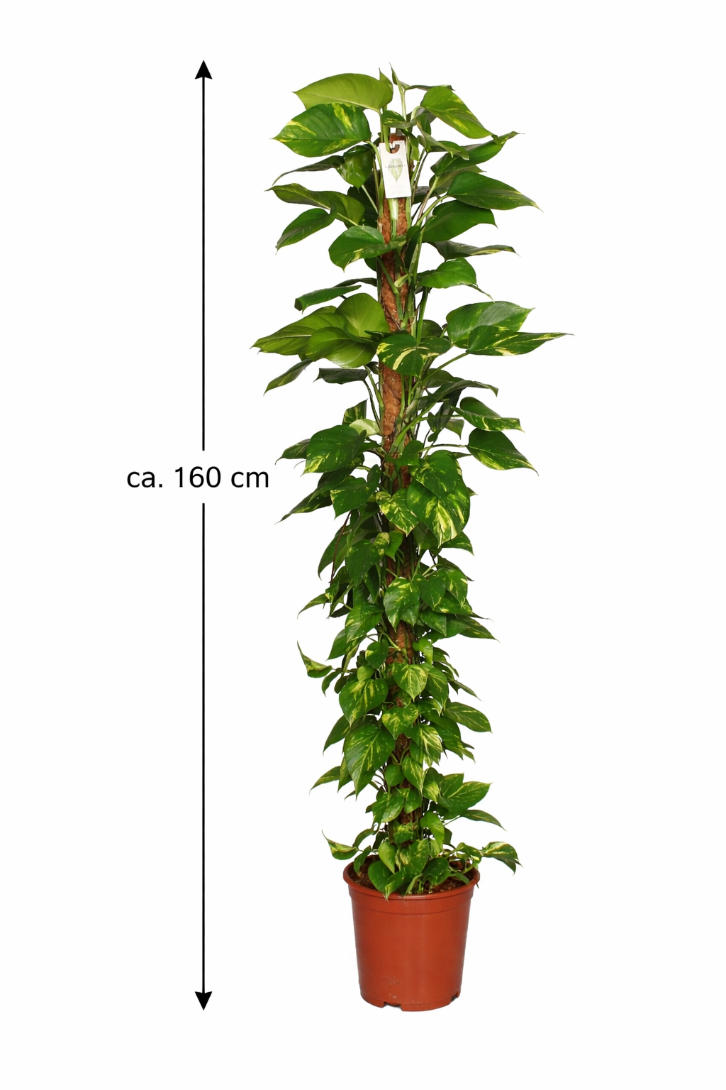 Epipremnum Aureum - Pothos na mechové tyčce Květináč Ø 27 / Výška cca. 160 cm popínavá rostlina, snadno udržovatelná závěsná rostlina, pokojová rostlina