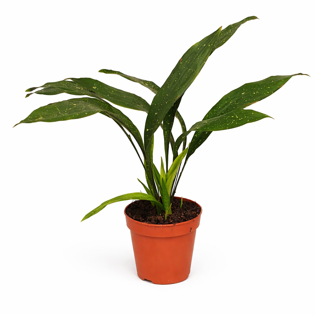 Aspidistra elatior Milky Way 50-60 cm – Schusterpalme mit Sternsprenkeln | Robuste Zimmerpflanze für Schatten & Büro