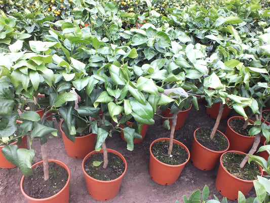 Bergamot 80-100 cm – Citrus Bergamia Fantastico – Voňavá citrusová rostlina pro čaj a aromaterapii