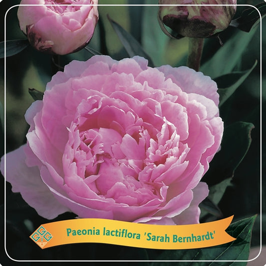 3 kusy Paeonia Mix – Pivoňka – Keřová – Mrazuvzdorná – ⌀09 cm - Sarah Bernardt, Alba Plena, Rubra Plena