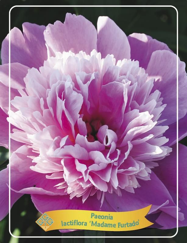 Čínská pivoňka 'Madame Furtado' – Voňavá rarita v litrovém květináči | Paeonia lactiflora