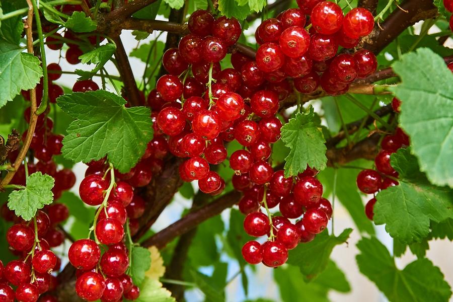 3 Stück Ribes rubrum Jonkheer van Tets - Ertragreiche Rote Johannisbeere, 40-60 cm | Robust, pflegeleicht, vitaminreich