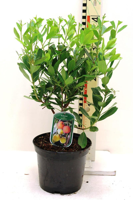 Erdbeerbaum 40-60 cm Arbutus unedo -Erdbeerstrauch - Winterblüher und mediterranes Gehölz