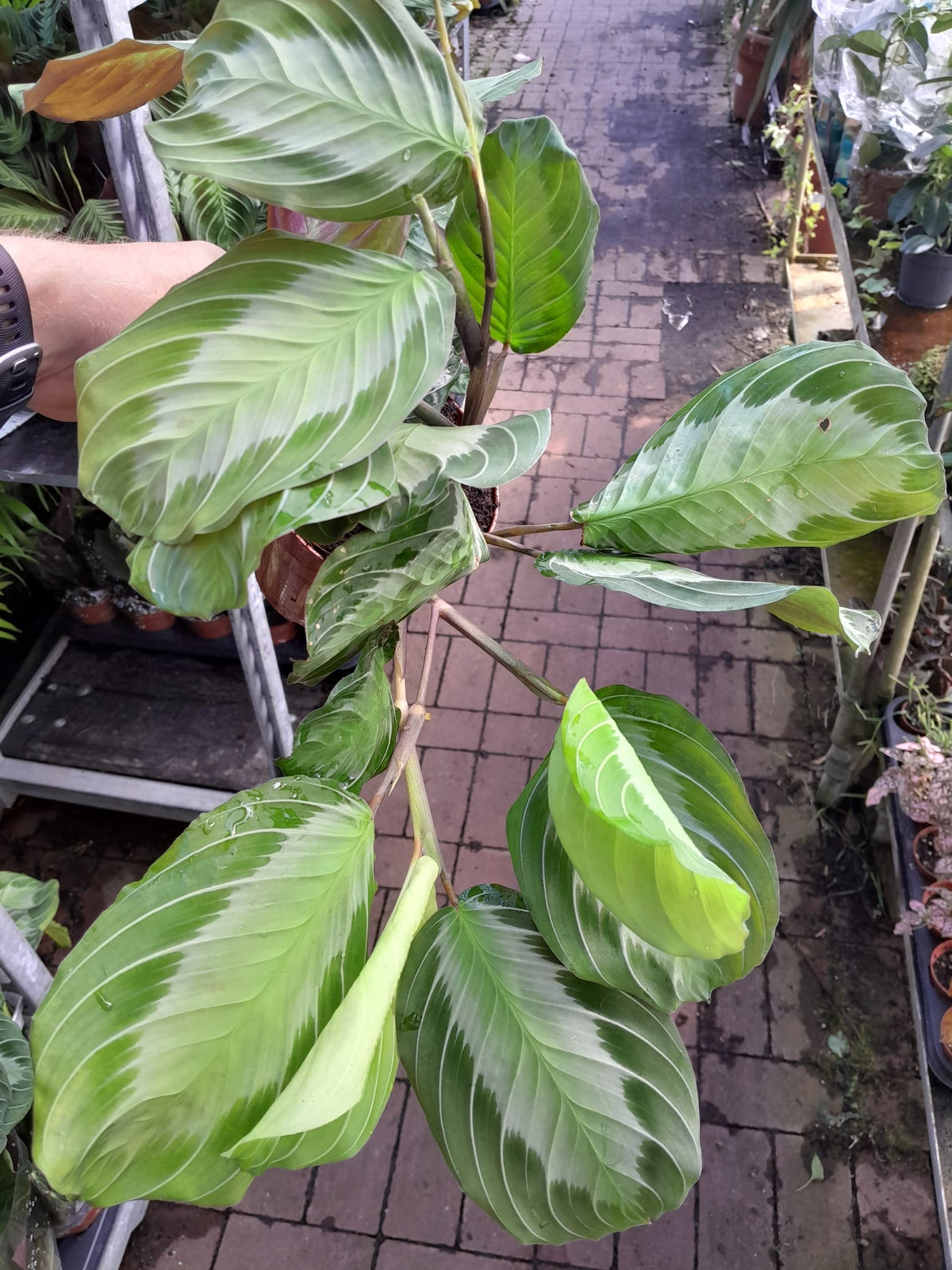Maranta leuconeura 'Exclusive Grey' ca. 30 cm Pfeilwurz - Zimmerpflanze - Grünpflanze