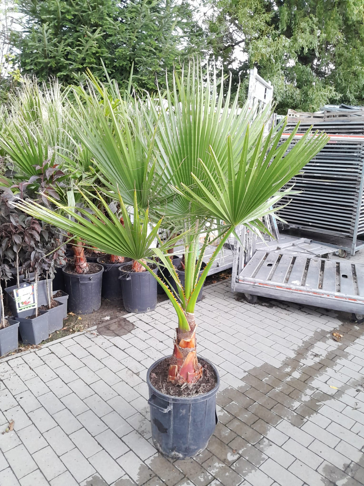 XXL Washingtonia robusta do 200 cm kmen 50-60 cm palma Petticoat pokojová rostlina