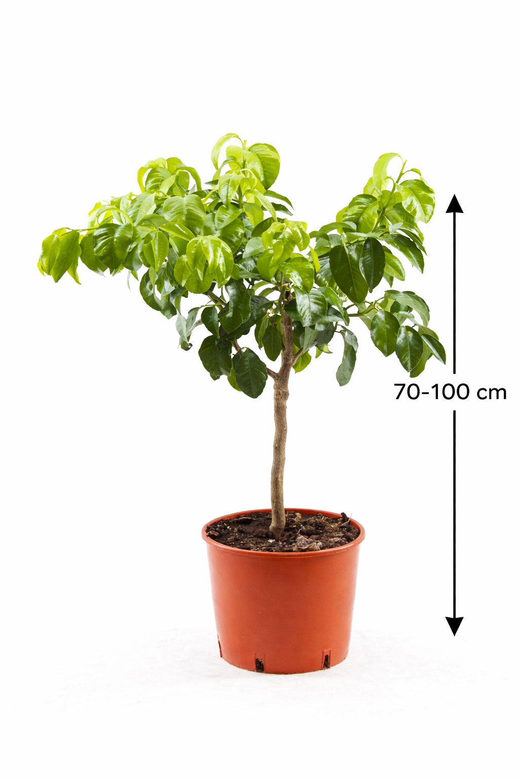 Bergamotte Pflanze 70–100 cm – Citrus Bergamia Fantastico – Echte Bergamotte Zitruspflanze Duftpflanze für Tee & Aromatherapie