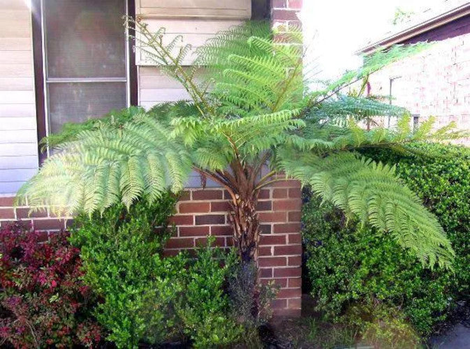 Cyathea australis cca. 60 cm australská stromová kapradina - rychle rostoucí a velká stromová kapradina