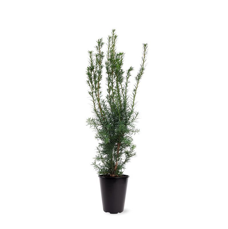 Säulen-Eibe Hicksii 80–100 cm – Taxus media ‘Hicksii’ Heckenpflanze wintergrün blickdicht im Topf