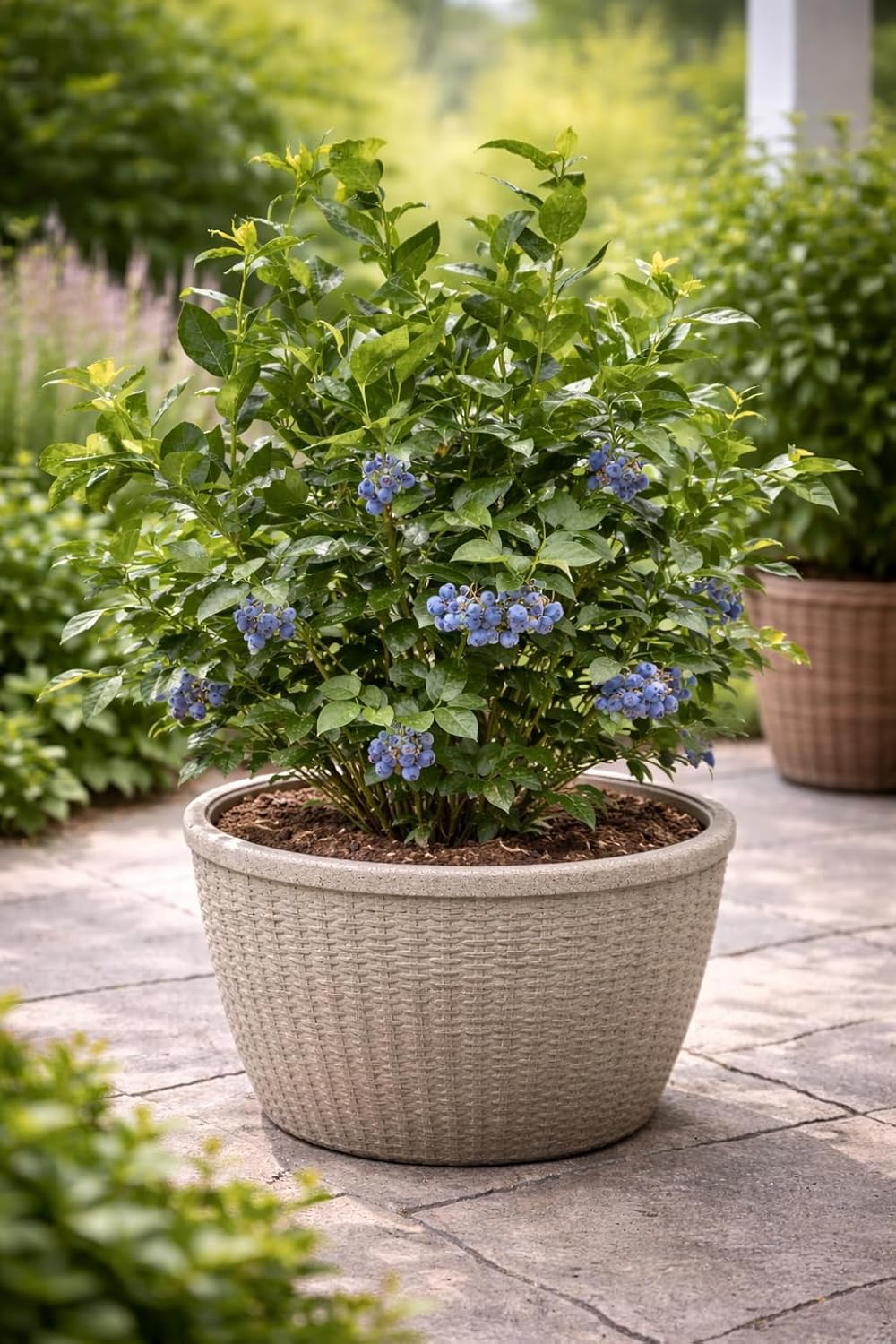 Heidelbeere Goldtraube 71 – Kulturheidelbeere / Blaubeerstrauch für Garten & Balkon, winterhart & ertragreich