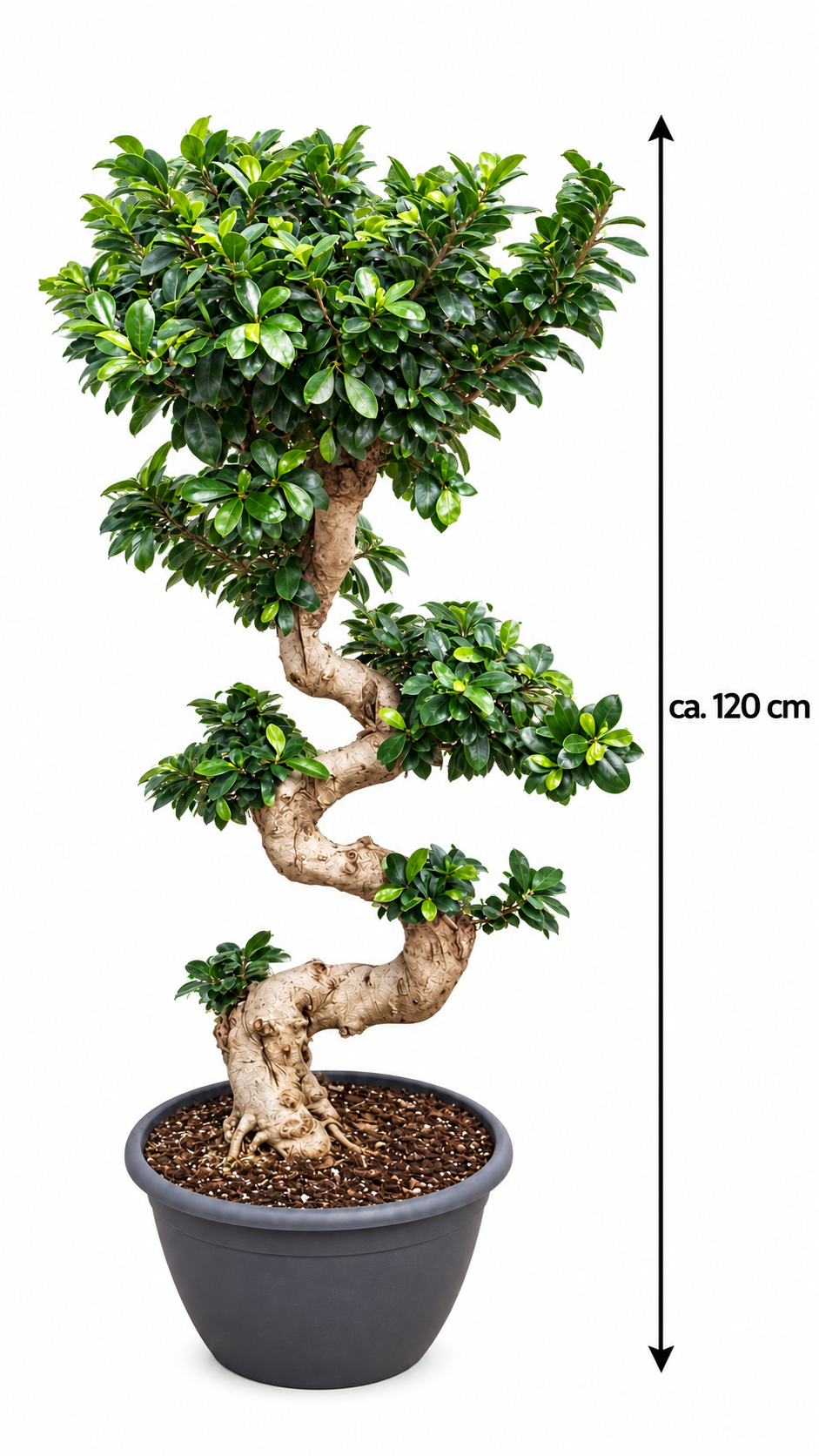 Ficus Ginseng in S-Form – Ficus microcarpa, Chinesische Feige, dekorative Zimmerpflanze – ca. 120 cm inkl. Topf