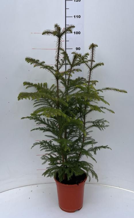 Araukárie havajská 100-120 cm - Exotická pokojová rostlina - Váš zelený poutač do obývacího pokoje