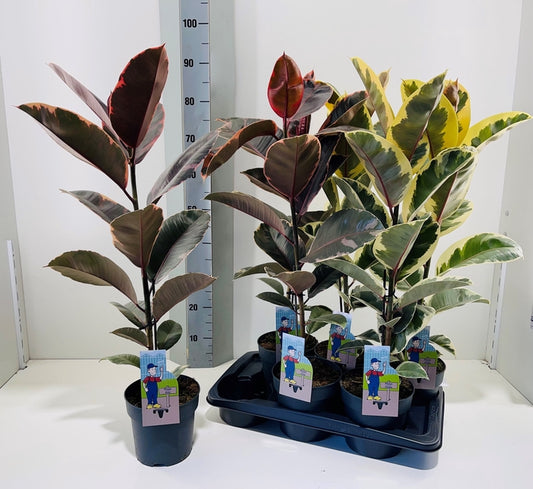 Kaučukovník Ficus Elastica sada 3 ks, smíšený – 80-100 cm | Nenáročné pokojové rostliny pro váš domov