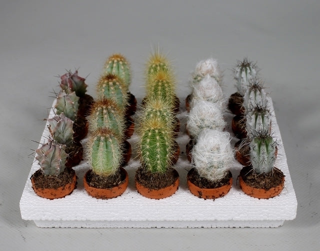 Mini kaktus zasazený do hliněného květináče – 10 rostlin, cca. 5 cm pro váš domov – ideální do každé místnosti!