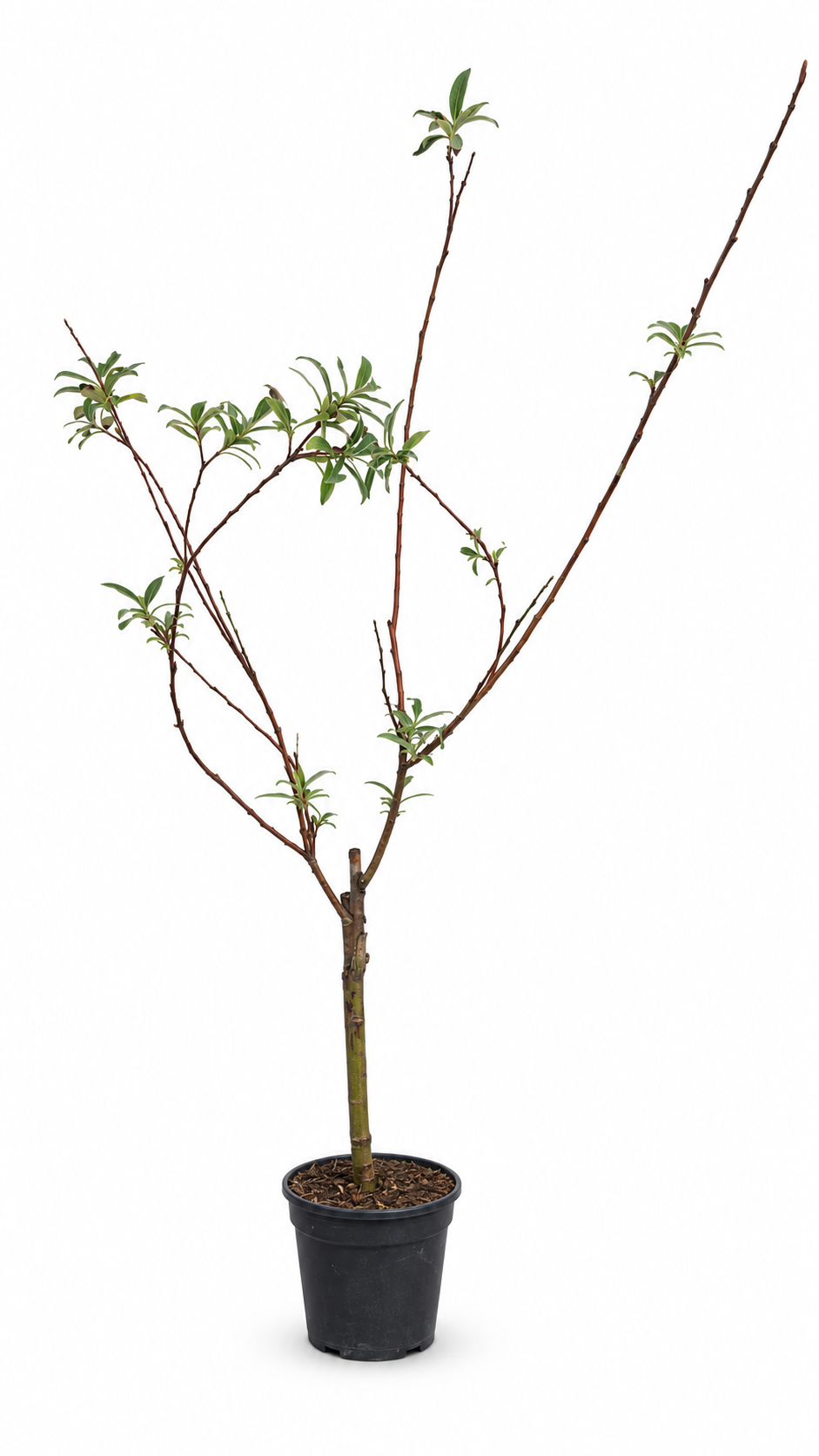 Rosa Riesen-Salweide ‘Mount Aso’ als Stämmchen ca. 50 cm – Salix gracilistyla mit rosafarbenen Weidenkätzchen