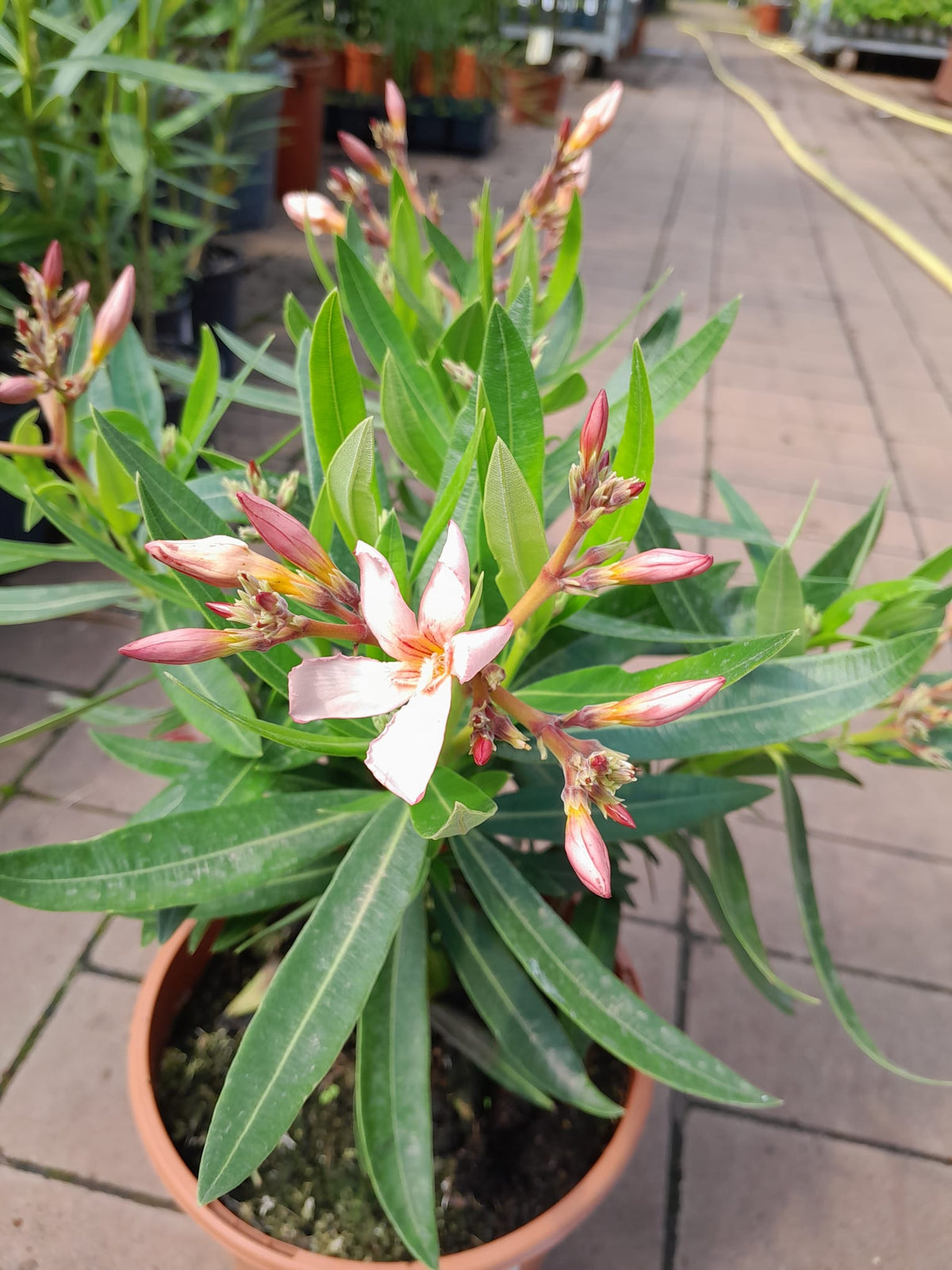 Oleandr 40-60 cm Lososový - Nerium oleander - nenáročná rostlina do nádob ze Středomoří