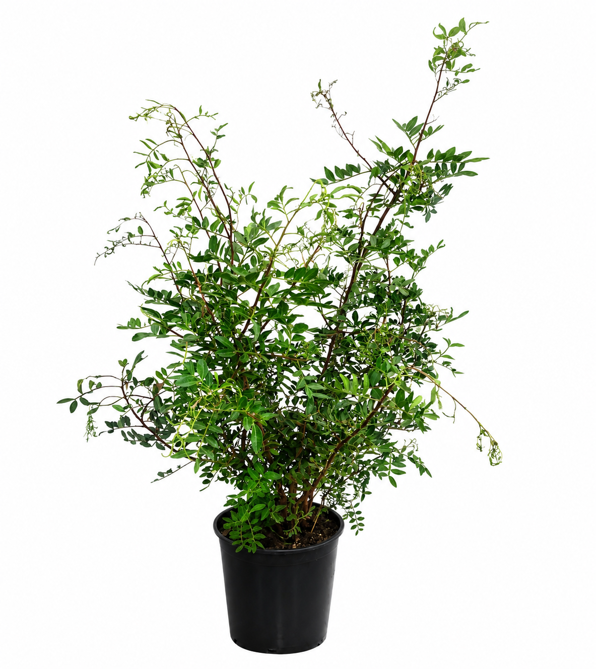 Pistacia lentiscus 130-140 cm stonek - mastichový keř - divoká pistácie