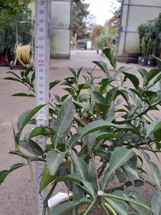 Citrus junos Yuzu cca. 50 cm - Exotické citrusové ovoce do zahrady a na balkon - mrazuvzdorné do -12°C