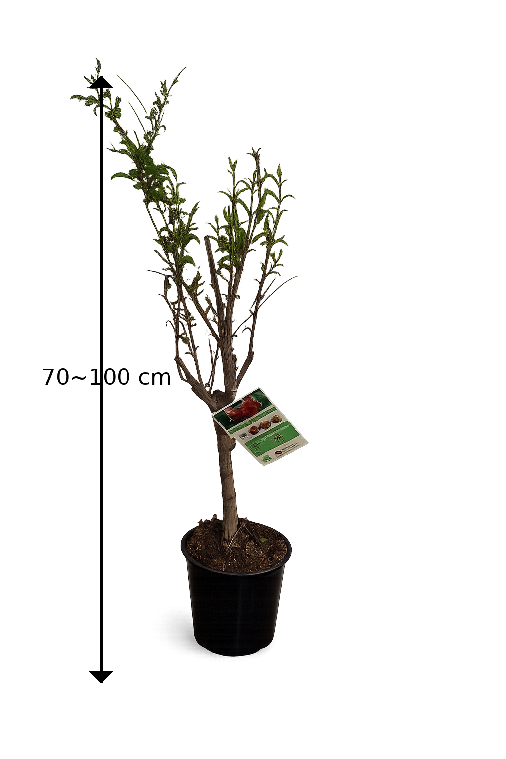 Punica granatum ‘Acco’ Granatapfel 70–100 cm – Echter Granatapfelbaum winterhart Kübelpflanze mediterran Obstbaum