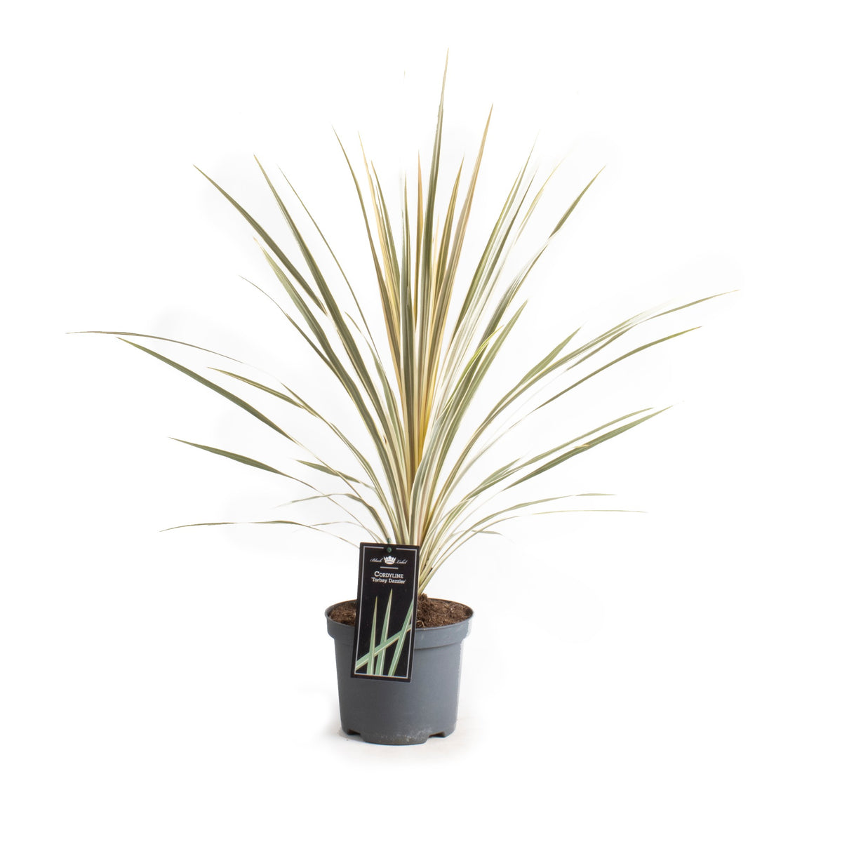 Cordyline Torbay Dazzler 80-100 cm - Cordyline Torbay Dazzler - mrazuvzdorná do -10°C - variegata