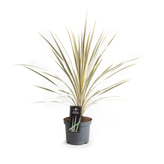 Keulenlilie „Dazzler“ (Cordyline Torbay Dazzler) – winterharte Palmlilie, bunt panaschiert, 80–100 cm Gesamthöhe
