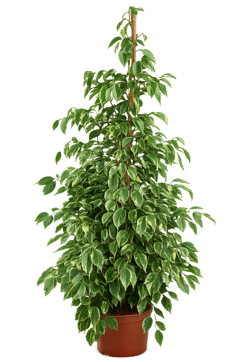 Ficus Benjamina Golden King 130–150 cm – Birkenfeige Zimmerpflanze Grünpflanze mit Panaschierten Blättern