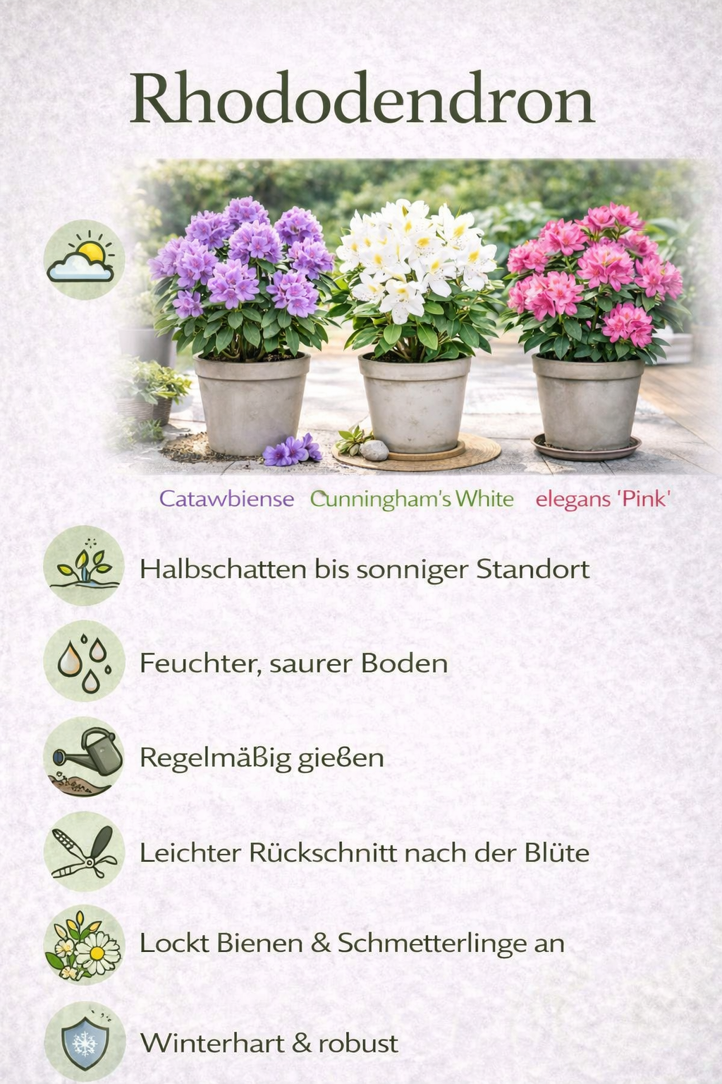 3er-Set Rhododendron / Alpenrose – Lila, Rosa & Weiß – Immergrüne winterharte Gartenpflanzen – Blühsträucher für Beet, Balkon & Kübel – Höhe inkl. Topf 15–20 cm
