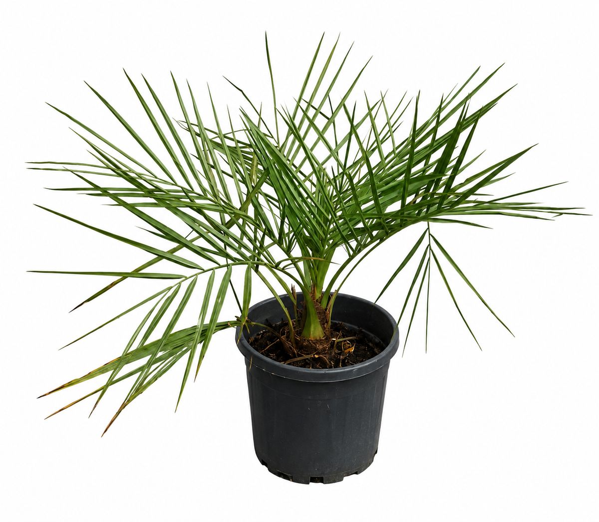 Jubaea chilensis Honigpalme 70-80 cm – Chilenische Honigpalme, Exotische Palme für Garten, Terrasse & Kübel