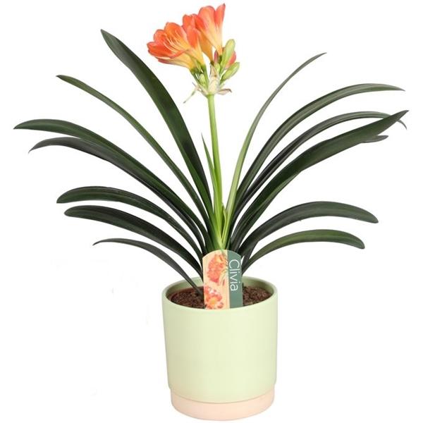 Clivia miniata Riemenblatt Klivie ca. 40 cm – Zimmerpflanze für Wohnzimmer & Büro – Pflegeleicht, Blühend, Grüne Dekoration für Innenräume