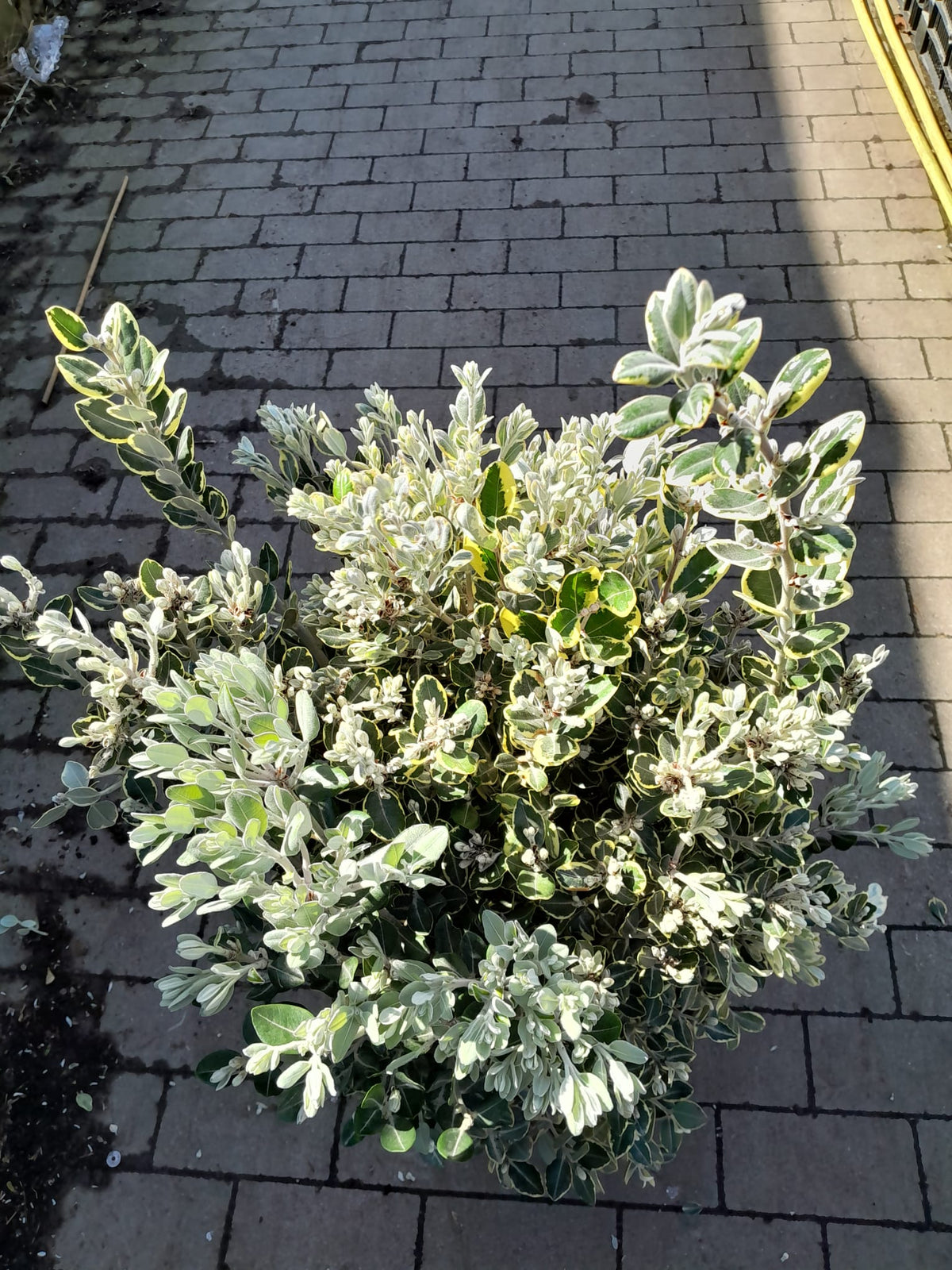 Metrosideros excelsa 'Variegata' 80-100 cm - panašovaný železný strom Pohutukawa Nový Zéland vánoční strom