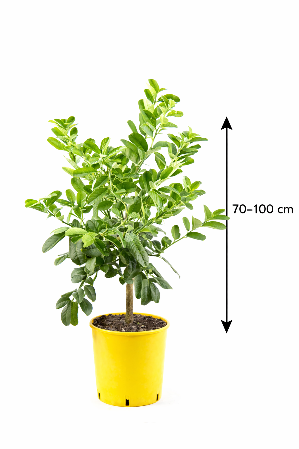 Buddhova ruka 80 cm - Citrus medica sarcodactylis - Citroník