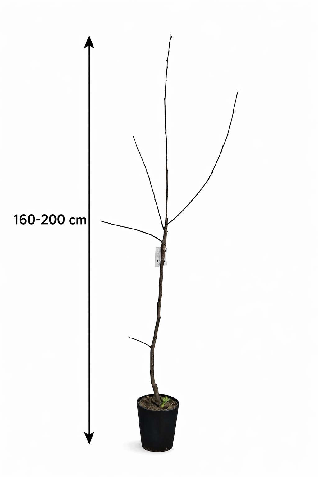 Diospyros kaki Ragno Kakipflaume Sharonfrucht winterharte Kaki Pflanze 160–200 cm