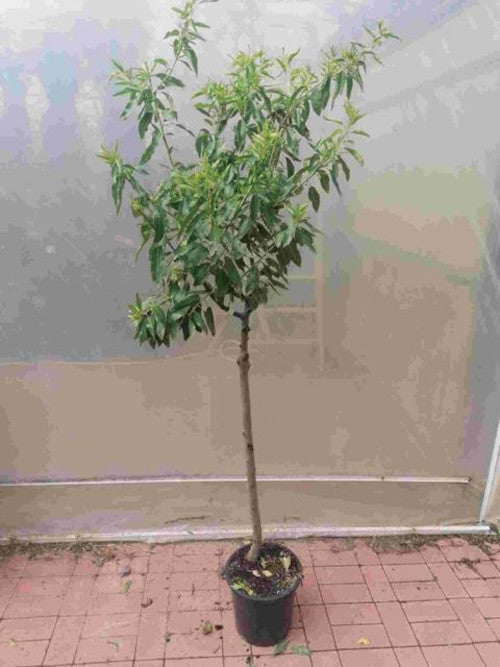 Mandelbaum Prunus dulcis 'Avijor' – Echter Mandelbaum 160–200 cm, winterhart & ertragreich – Obstbaum für Garten & Terrasse
