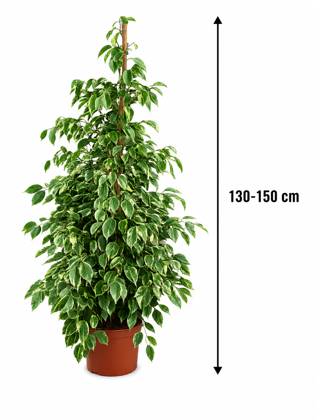 Ficus Benjamina Golden King 130–150 cm – Birkenfeige Zimmerpflanze Grünpflanze mit Panaschierten Blättern