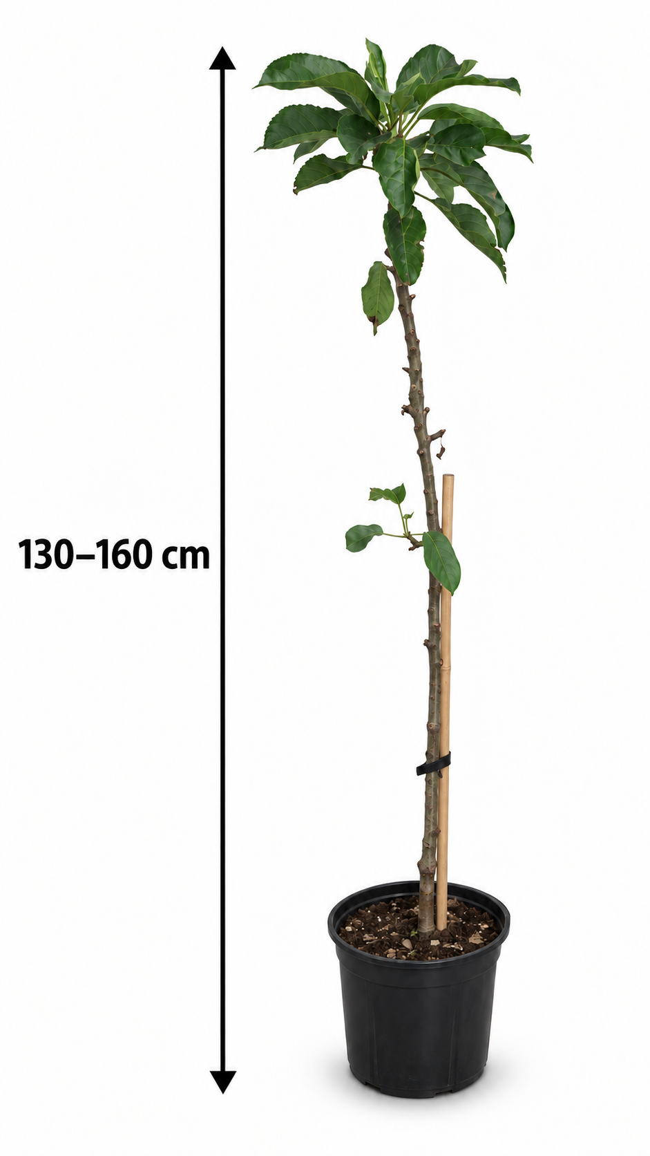 Säulenapfel ‘Gold Sensation’ 130–160 cm – Malus domestica, kompakter Apfelbaum für Garten, Balkon und Kübel