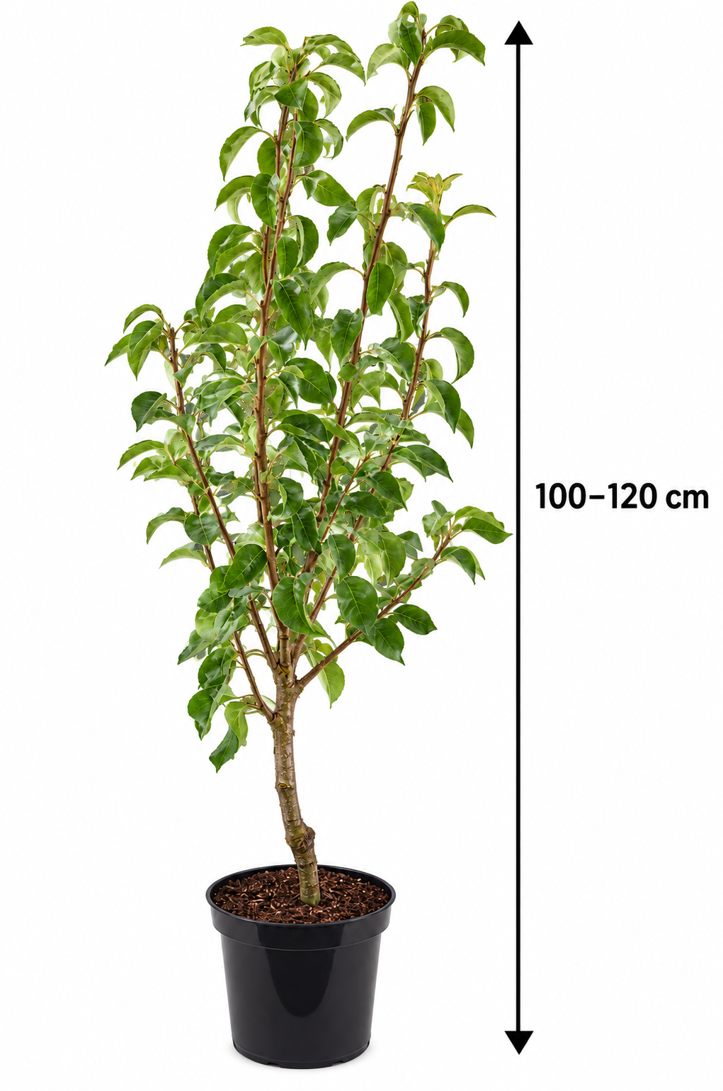 Birnbaum ‘Clapps Liebling’ – Pyrus communis ‘Clapp’s Favourite’ – saftige Sommerbirne für den Garten – 100–120 cm inkl. Topf