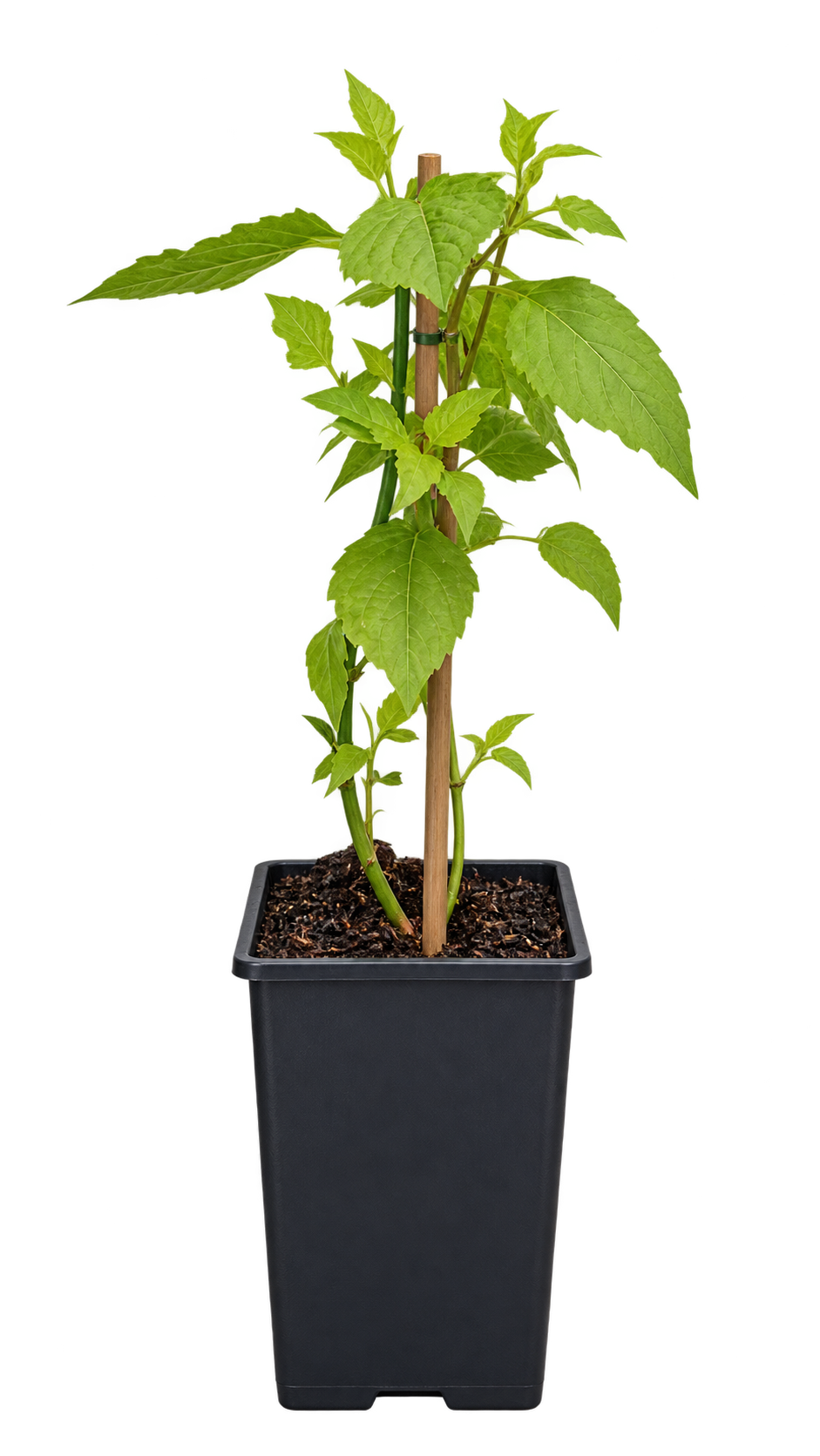 Karamellbeere – Schöne Leycesterie (Leycesteria formosa) – Blütenstrauch für Garten & Kübel – 40–60 cm inkl. Topf