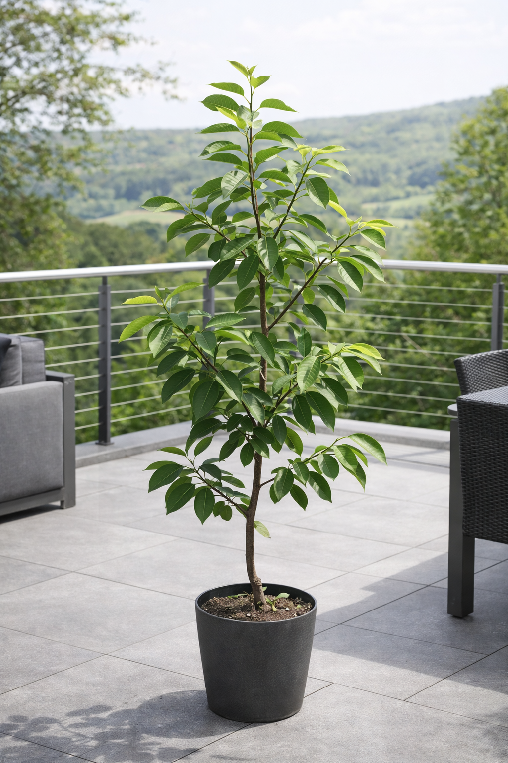 Diospyros kaki Ragno Kakipflaume Sharonfrucht winterharte Kaki Pflanze 160–200 cm