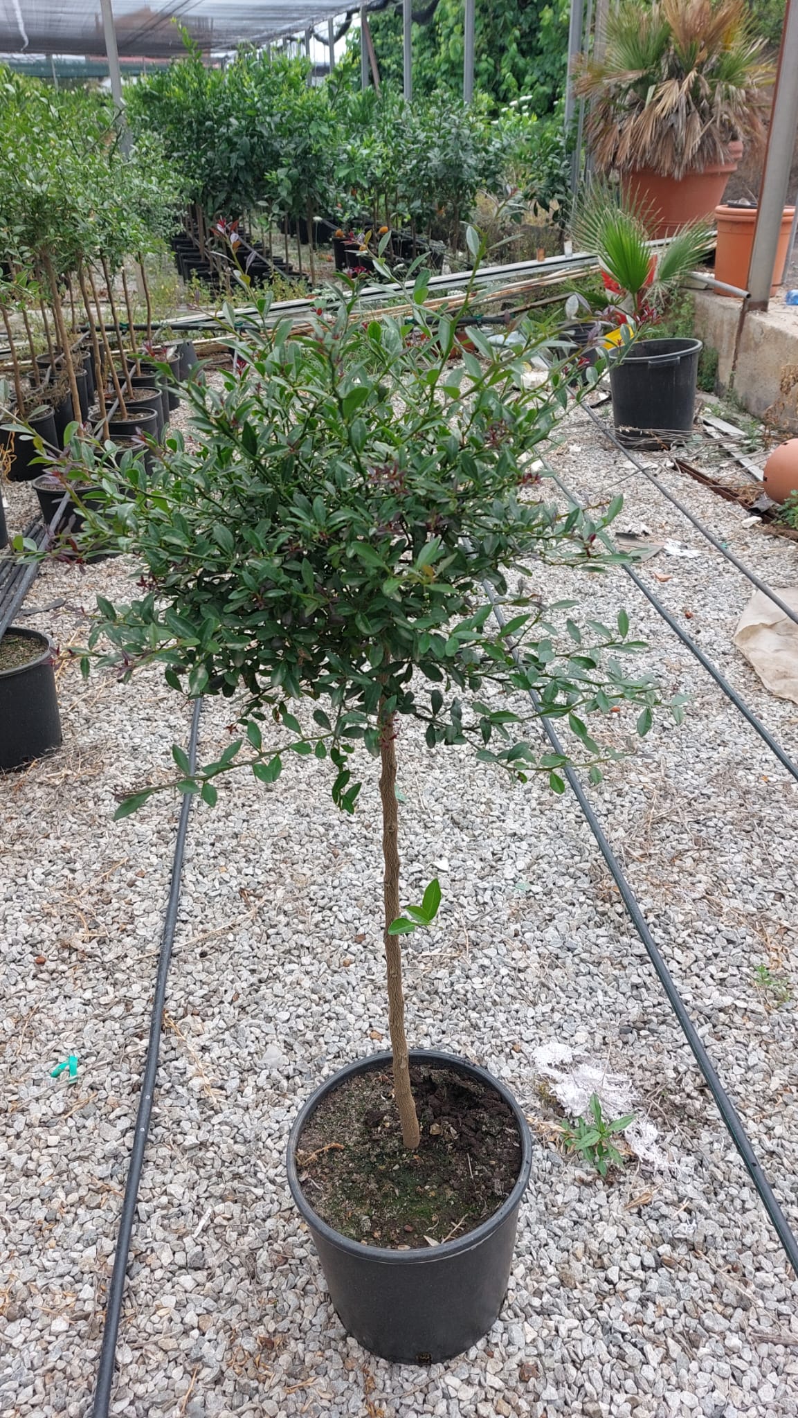 Australská prstová limetka Durham's Emerald 120-140 cm - Caviar Lime - Caviar Lime - zelená dužnina - částečně s plody / DOPRAVA ZDARMA