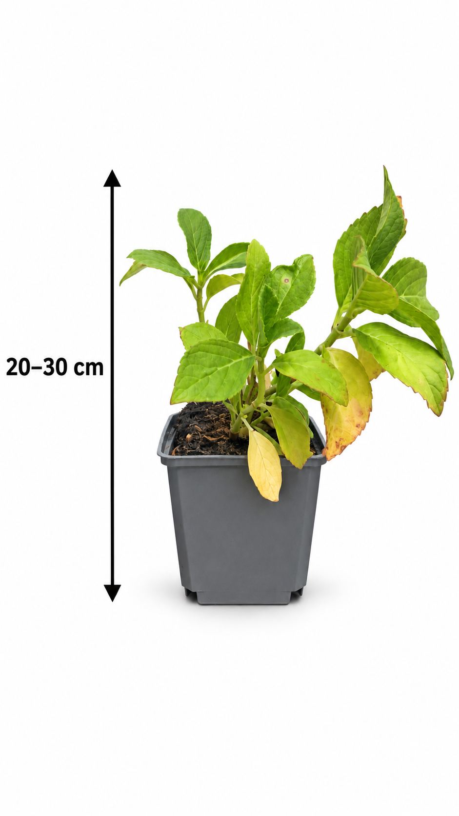 Bauernhortensie ‘Ayesha’ 20–30 cm – Rosa blühende Hydrangea macrophylla für Garten und Kübel